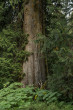 Thuja plicata (Thuja ciliate)  - bork (western Canada, photo: Kristián Chalupka)